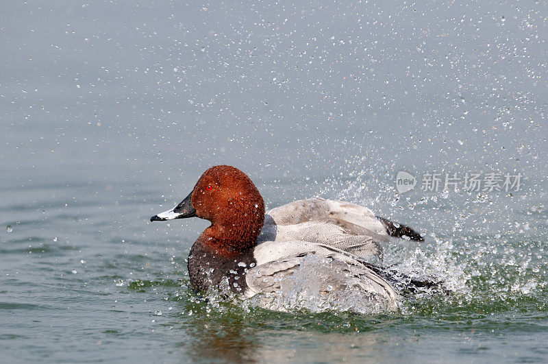 共同的pochard (Aythya ferina)